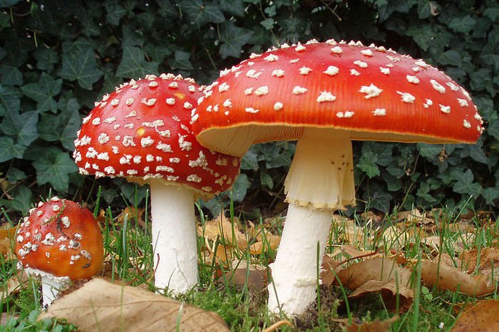 Amanita muscaria Amanita muscaria