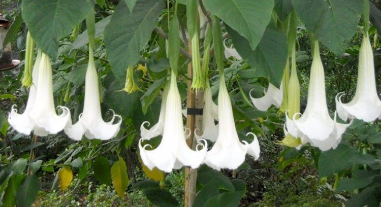 Floripondio Floripondio