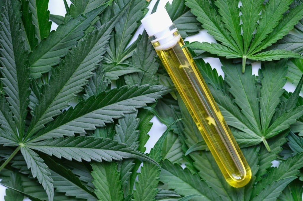 Cannabis Cannabis