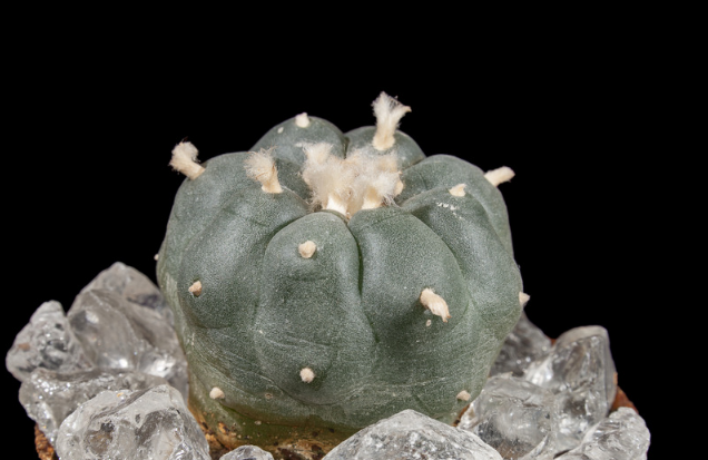 Peyote y San Pedro 